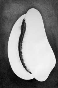 Poreho - Dessin au graphite sur papier  grain - 102 x 70 cm